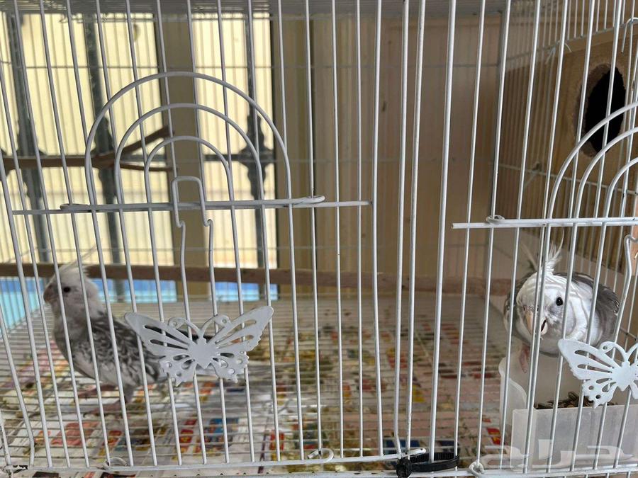 زوج كروان هولندي جامبو64542800221827110