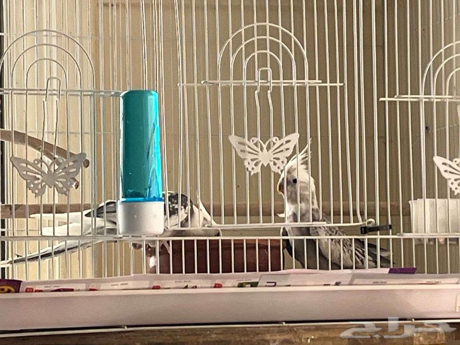 زوج كروان هولندي جامبو64542800221827111