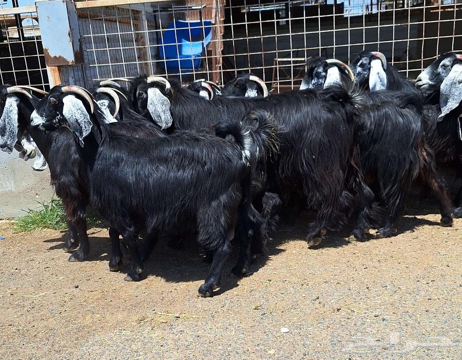 Goat with defects, condition of delivery number 15 with ram for Al-Qunai64540510236675112