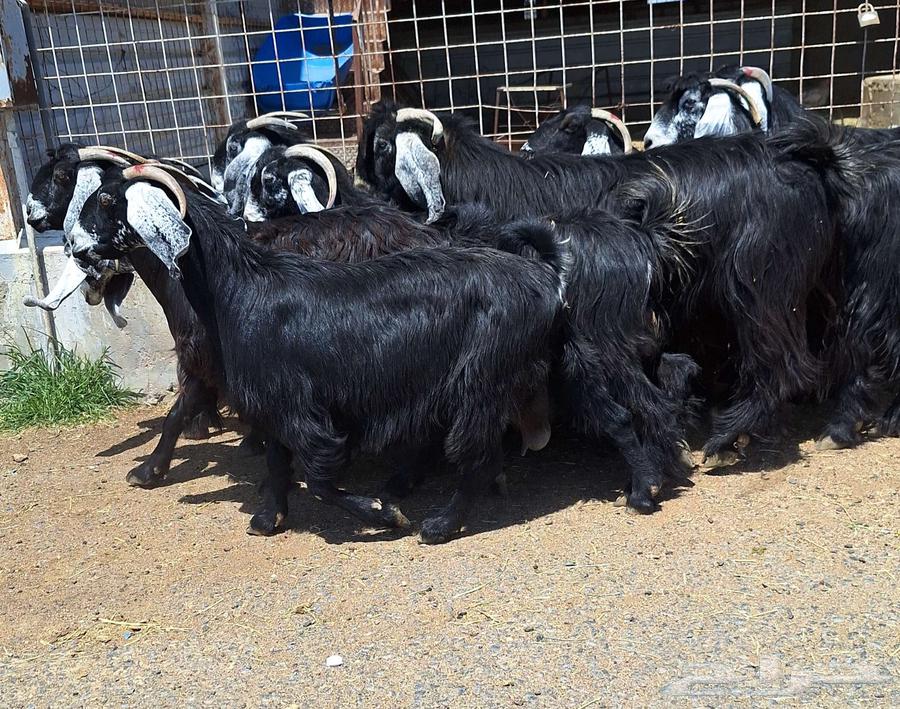 Goat with defects, condition of delivery number 15 with ram for Al-Qunai64540510236675113