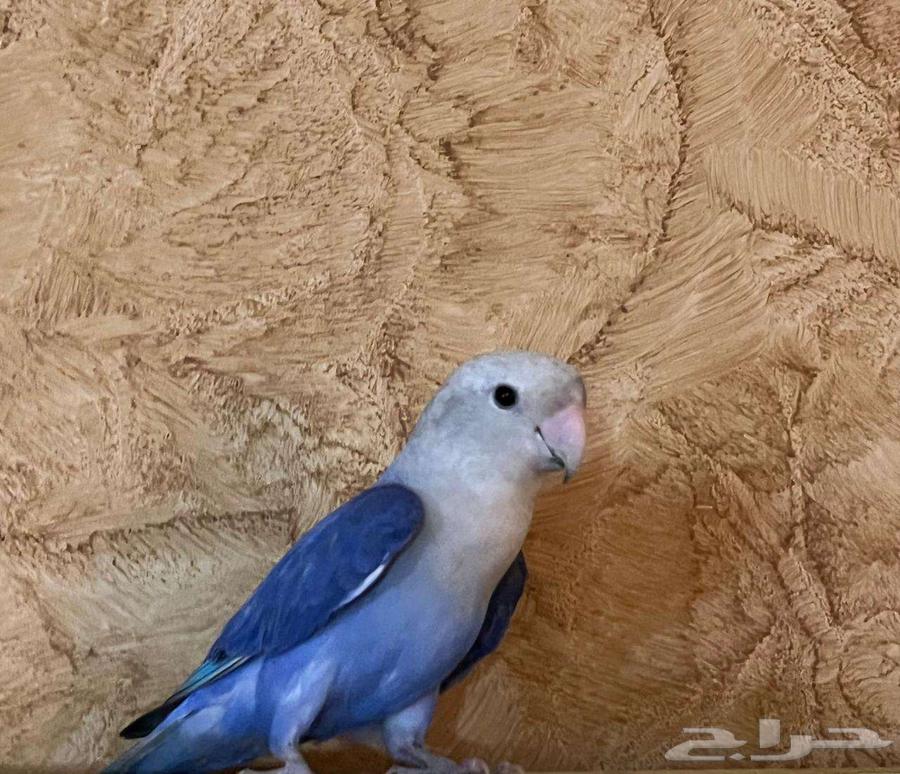 طائر روز -للبيع64538274931075111