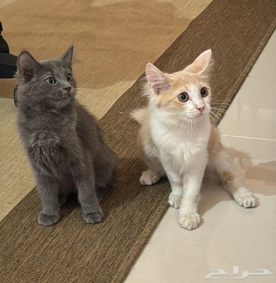 Kittens (cotton) for sale at a symbolic price in the city64538007708802111