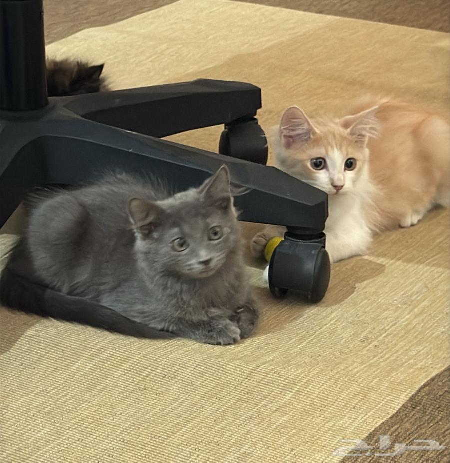 Kittens (cotton) for sale at a symbolic price in the city64538007708802110