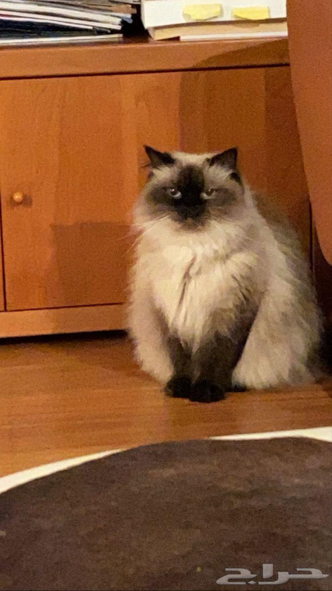 قطتين هملايا مدلله ونظيفه وللبيع مو تبني64547207880321111