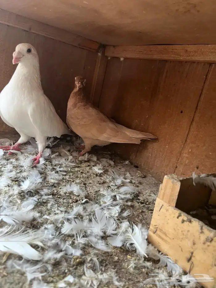 Zaghl Walnut64547652528515110