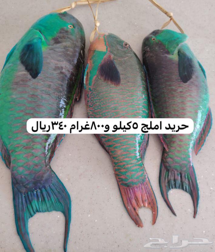 نوفر أسماك املج مع التوصيل لاهل جدة ومكة64552392062466112