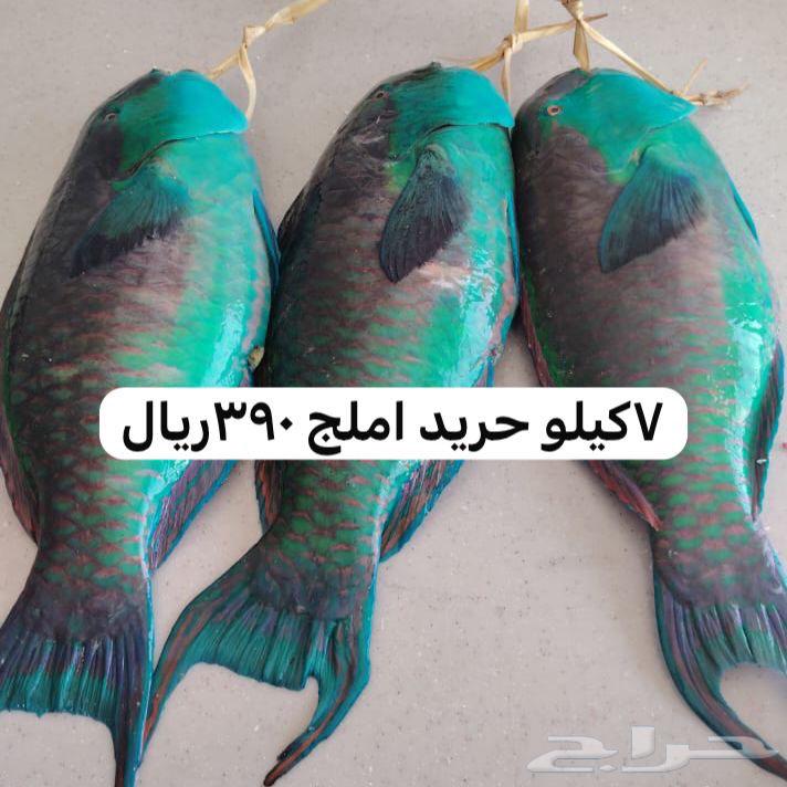 نوفر أسماك املج مع التوصيل لاهل جدة ومكة64552392062466113