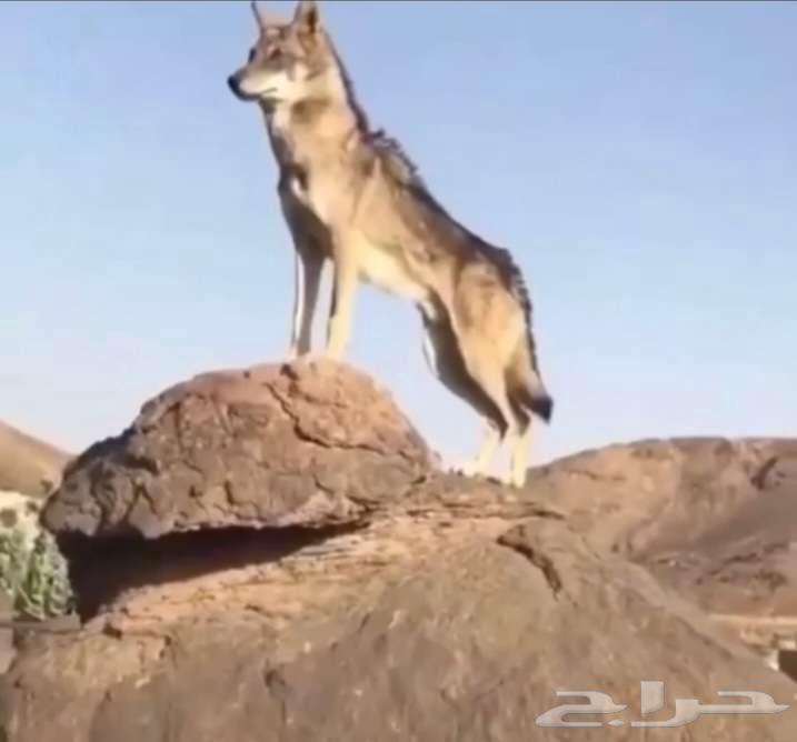 Trap or snare64553158410115110