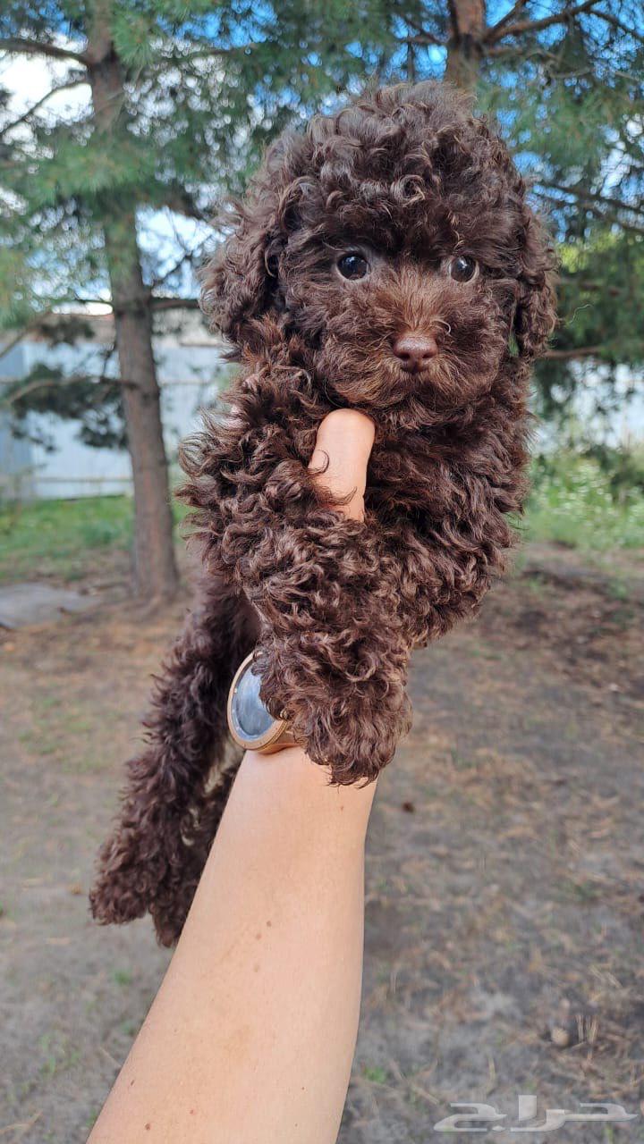 جرو أنثى بوي بودل من روسيا64547846892291112