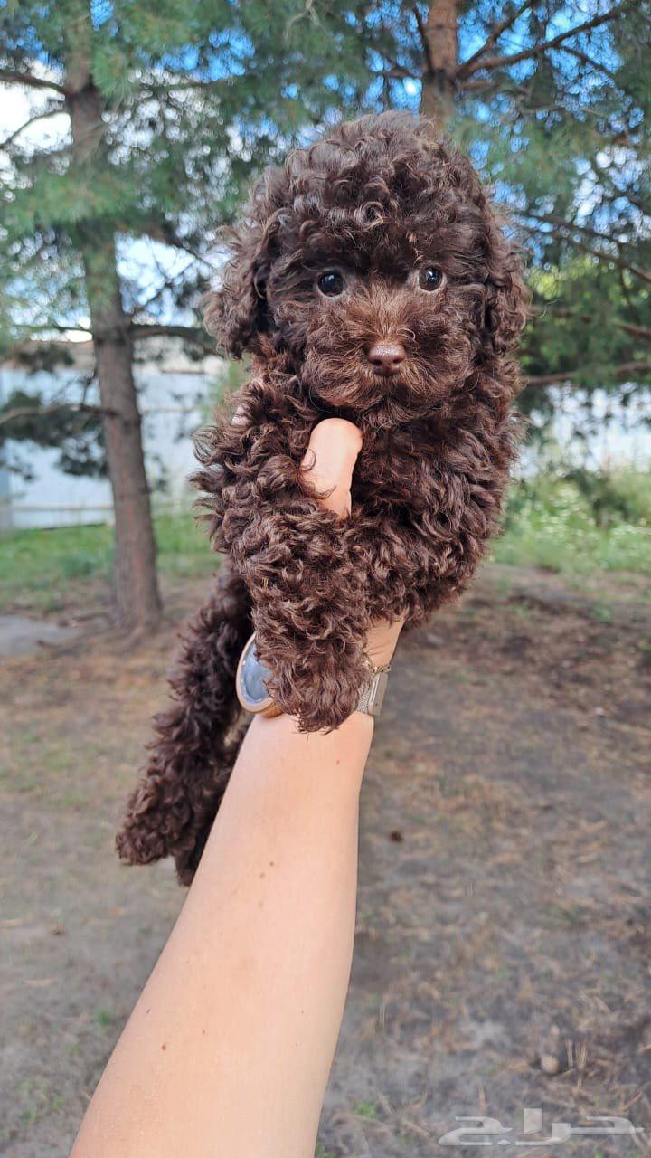 جرو أنثى بوي بودل من روسيا64547846892291110