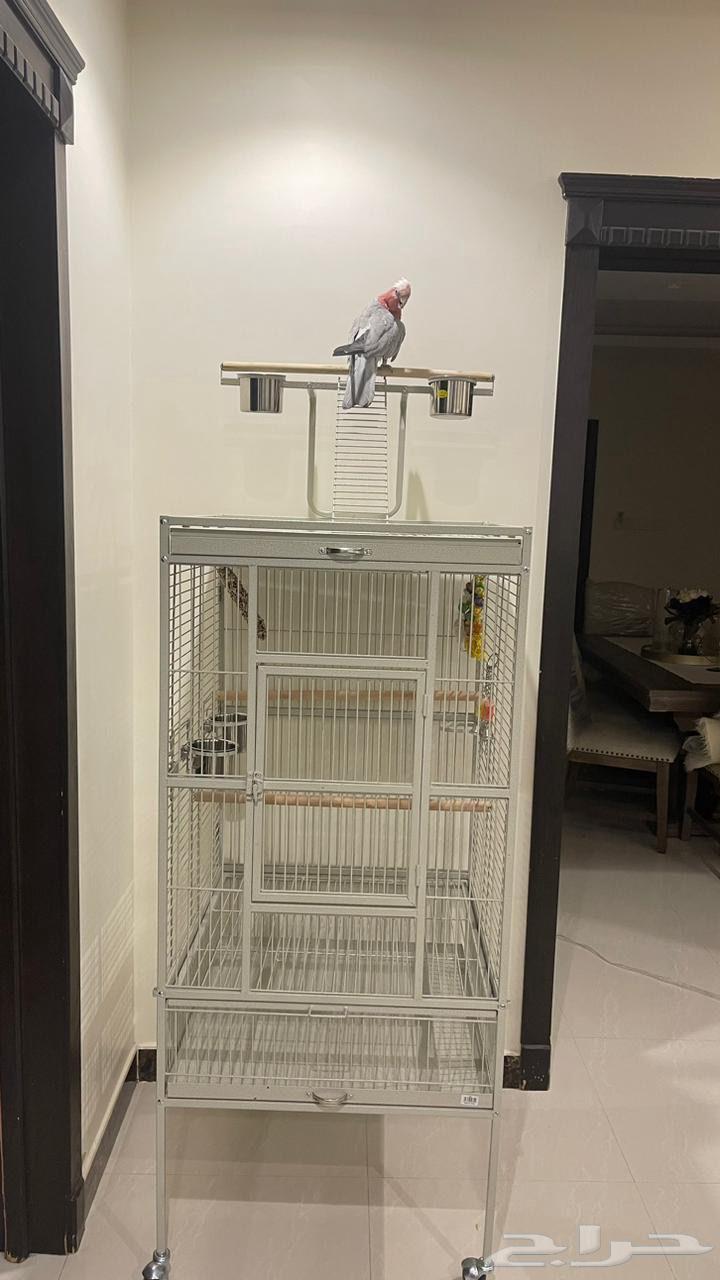 قفص ببغاء كبير64550303873537110