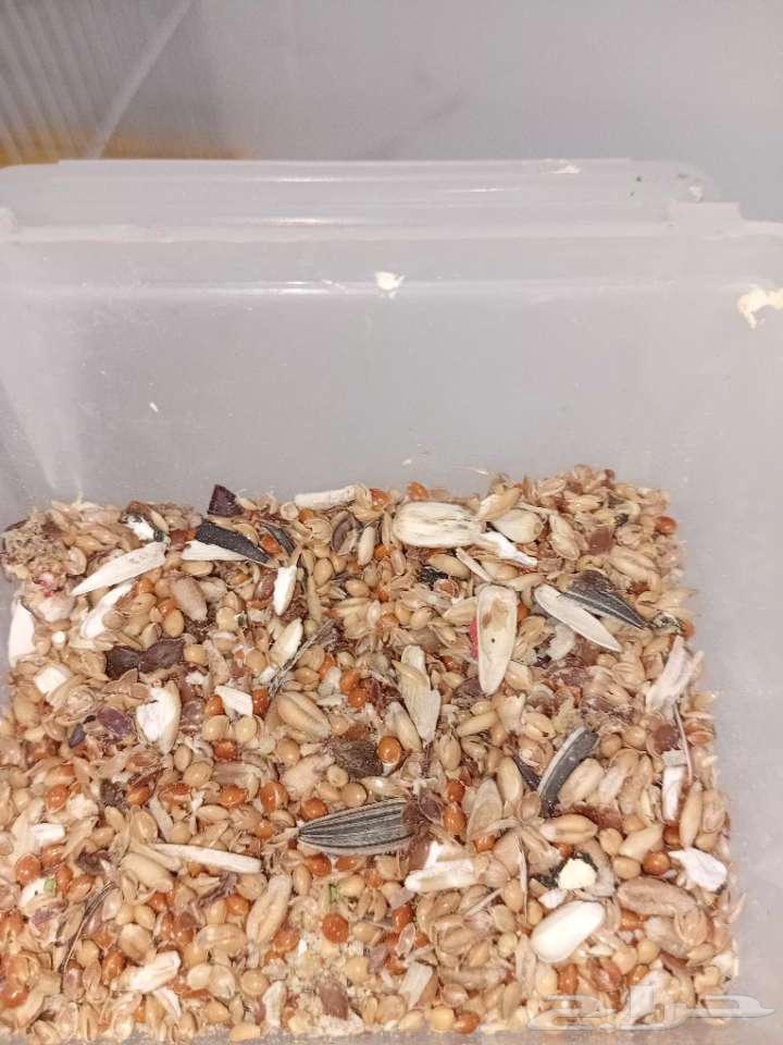 Al-Ahsa64550232136321113