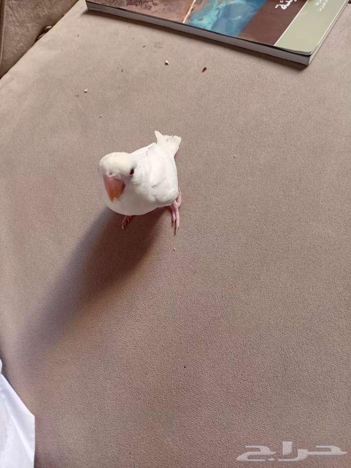 Al-Ahsa64550232136321114