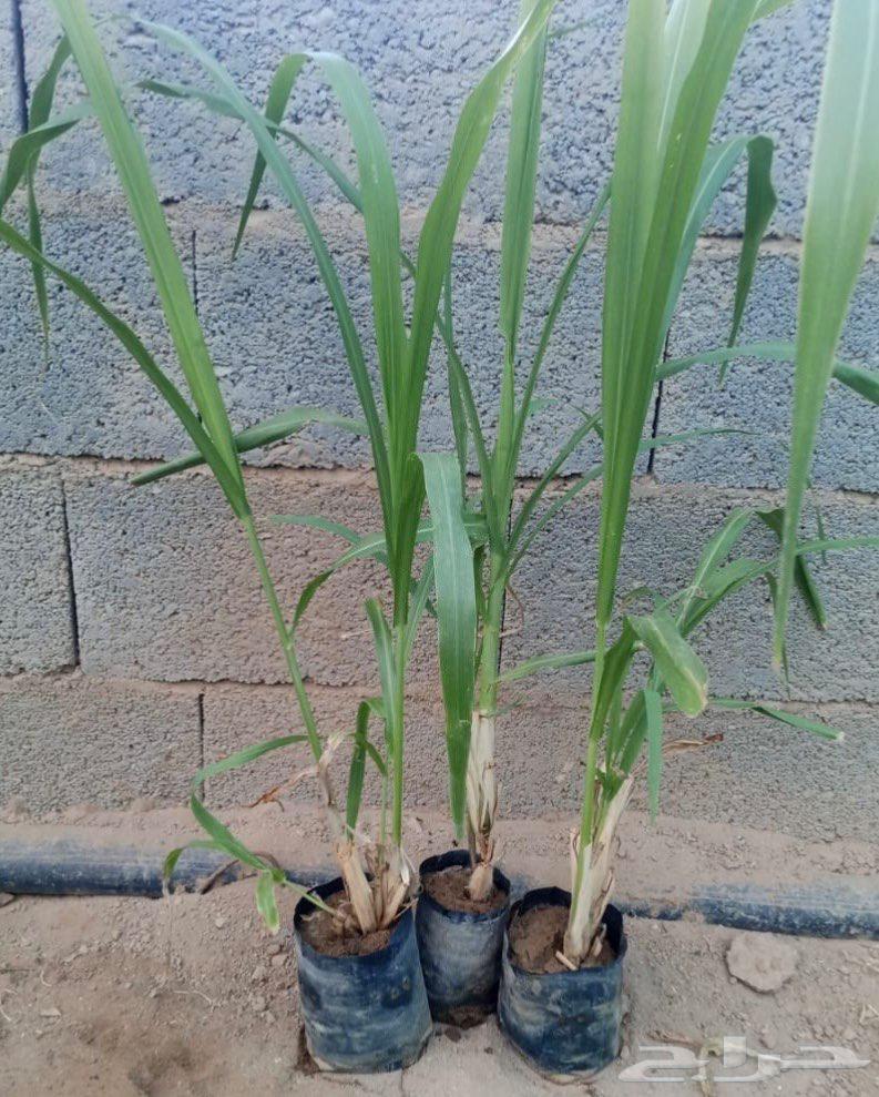 شتلات علف بونيكام استرالي ان بي ايه64549373594115114