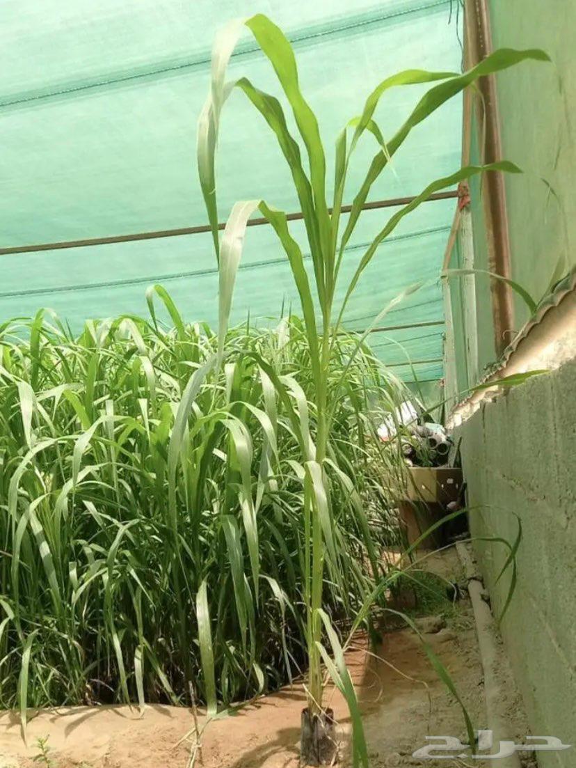 شتلات علف بونيكام استرالي ان بي ايه64549373594115112