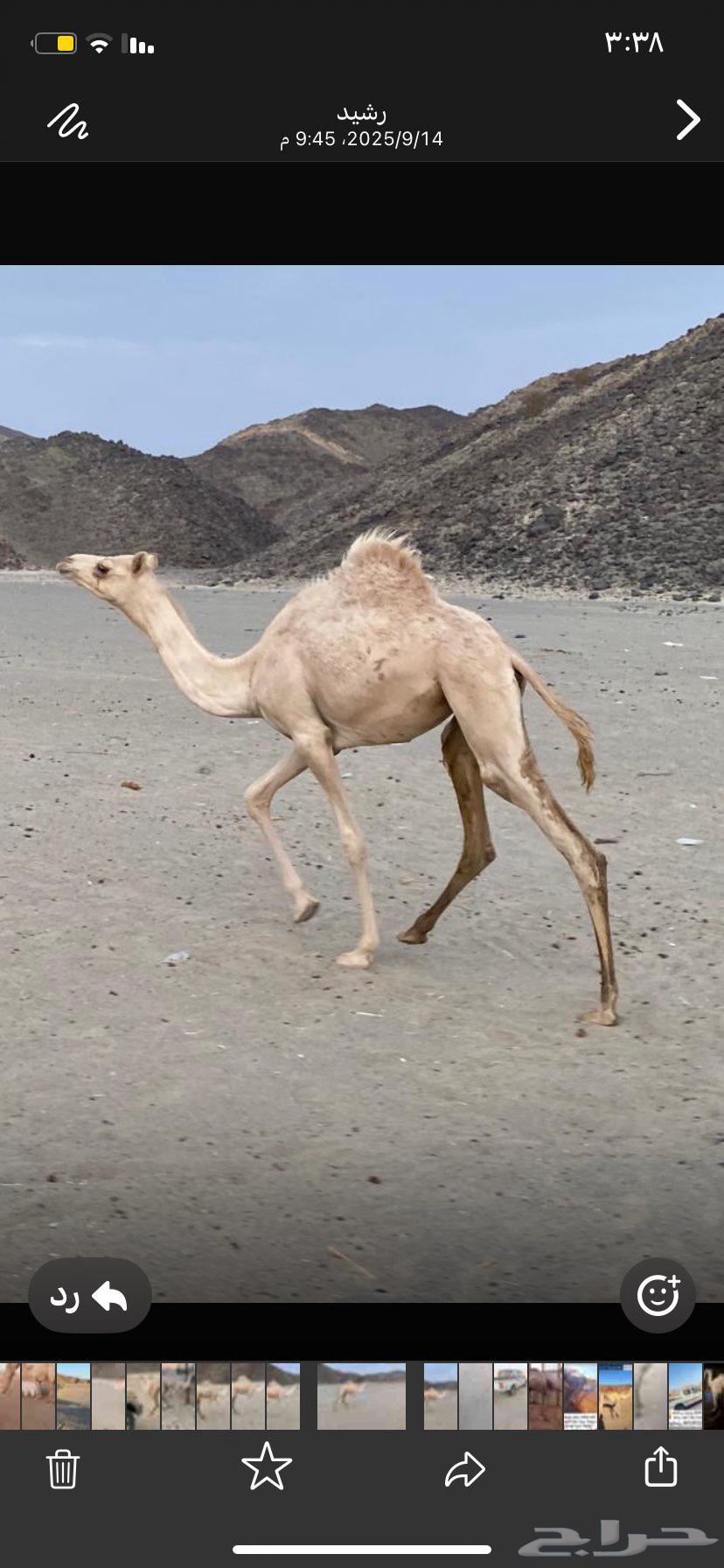 بكره سلاله طيبه64548505056513110