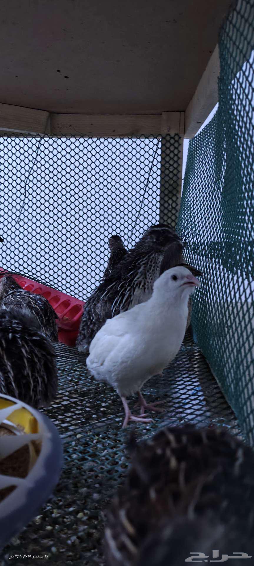 تم البيع سمان للبيع64544706107266111