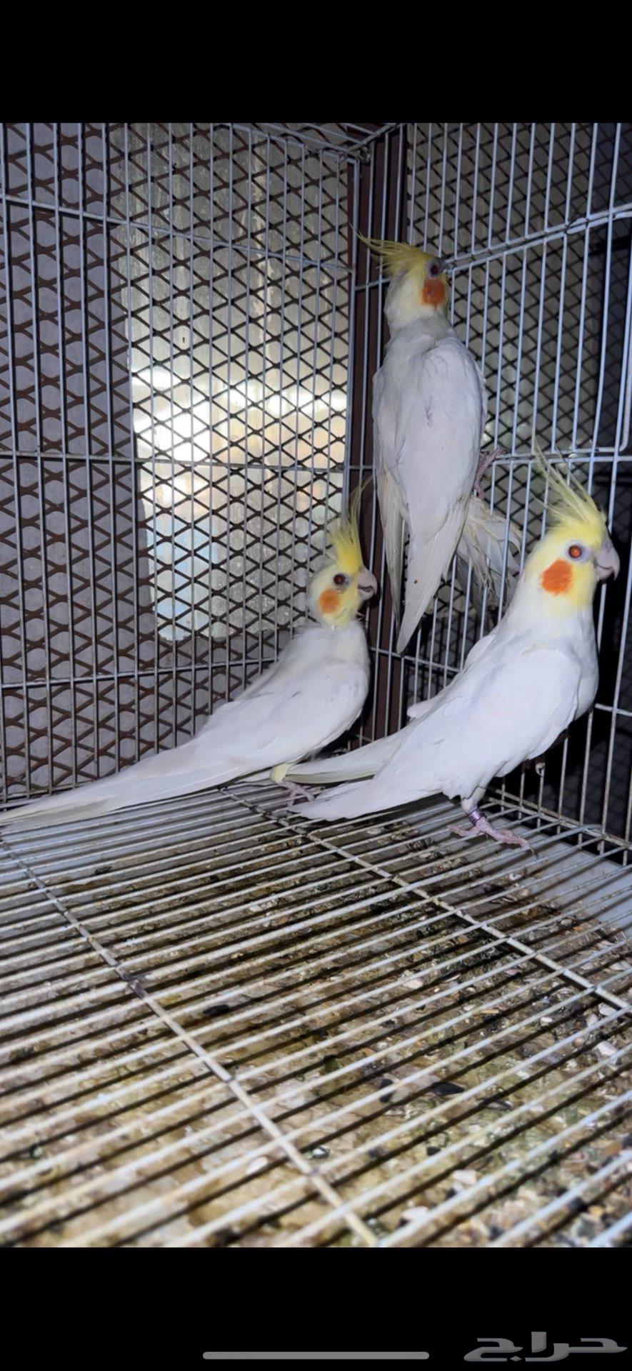 ثلاثه حبات كروان64545785928321110