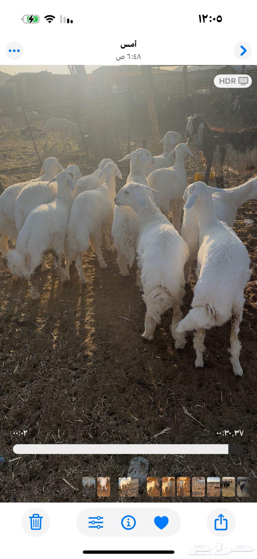 رخال مقنوي عمرها 5 إلى 6 شهور64546595855746110