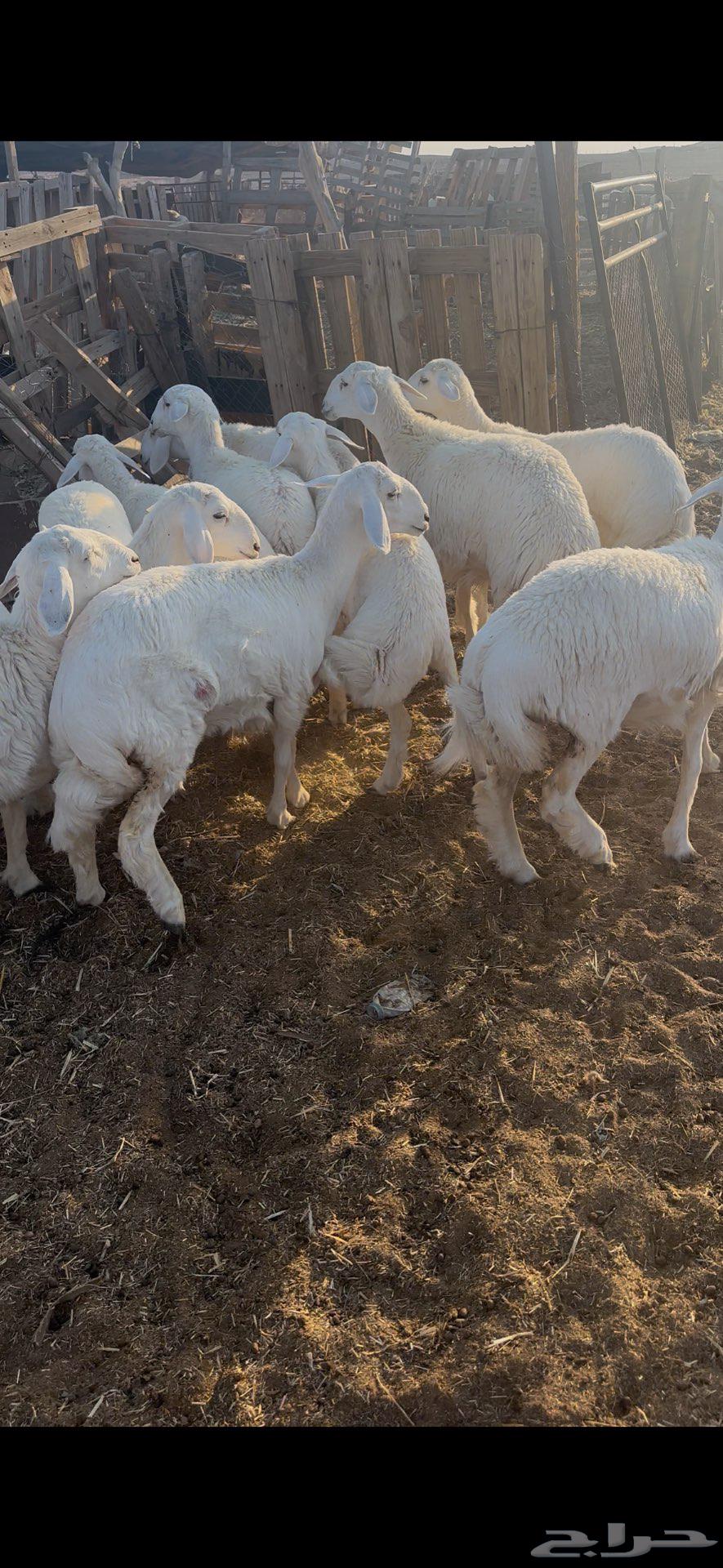 رخال مقنوي عمرها 5 إلى 6 شهور64546595855746113