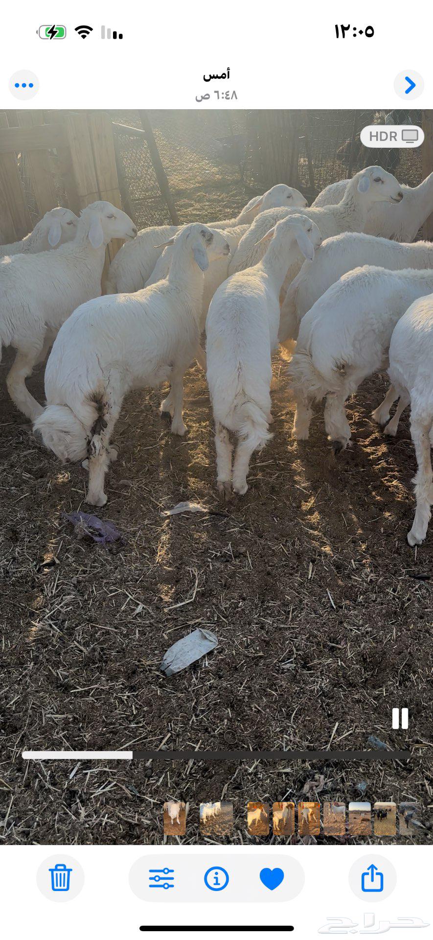 رخال مقنوي عمرها 5 إلى 6 شهور64546595855746112