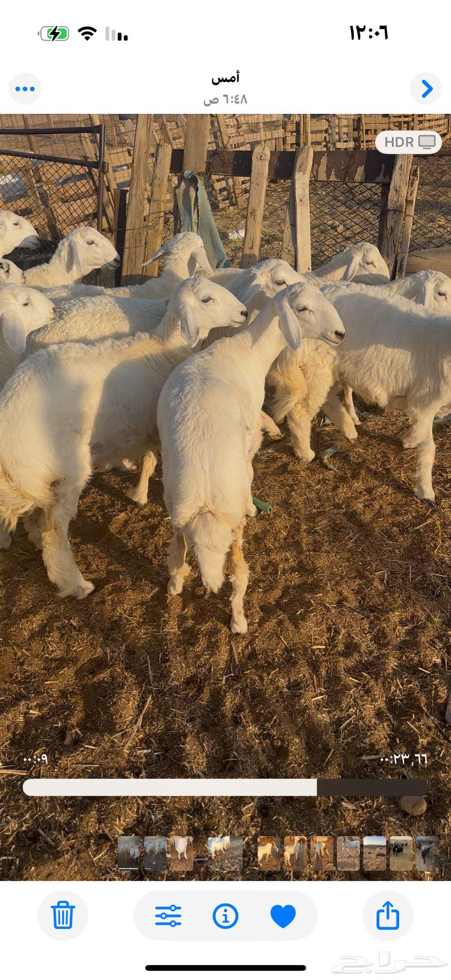 رخال مقنوي عمرها 5 إلى 6 شهور64546595855746114