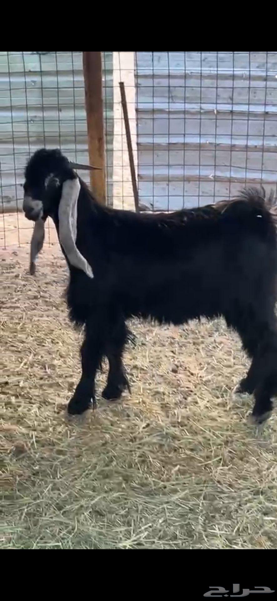 تيس صنف عمره 7شهور64550096959875111