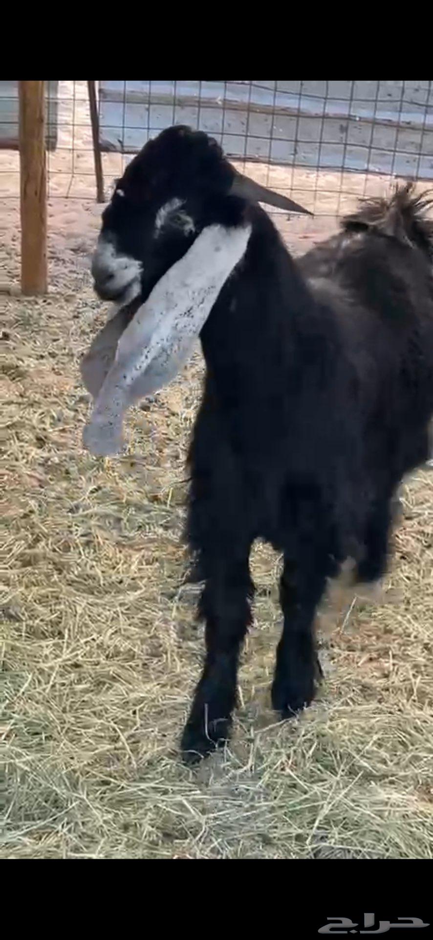 تيس صنف عمره 7شهور64550096959875110