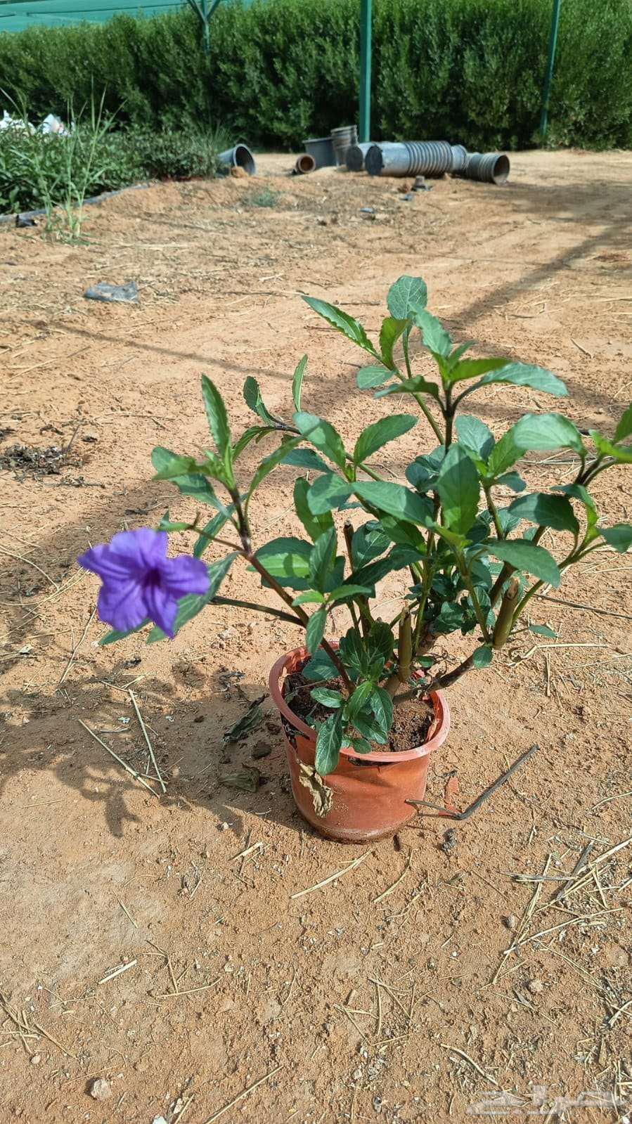 روبيليا64549556629762110