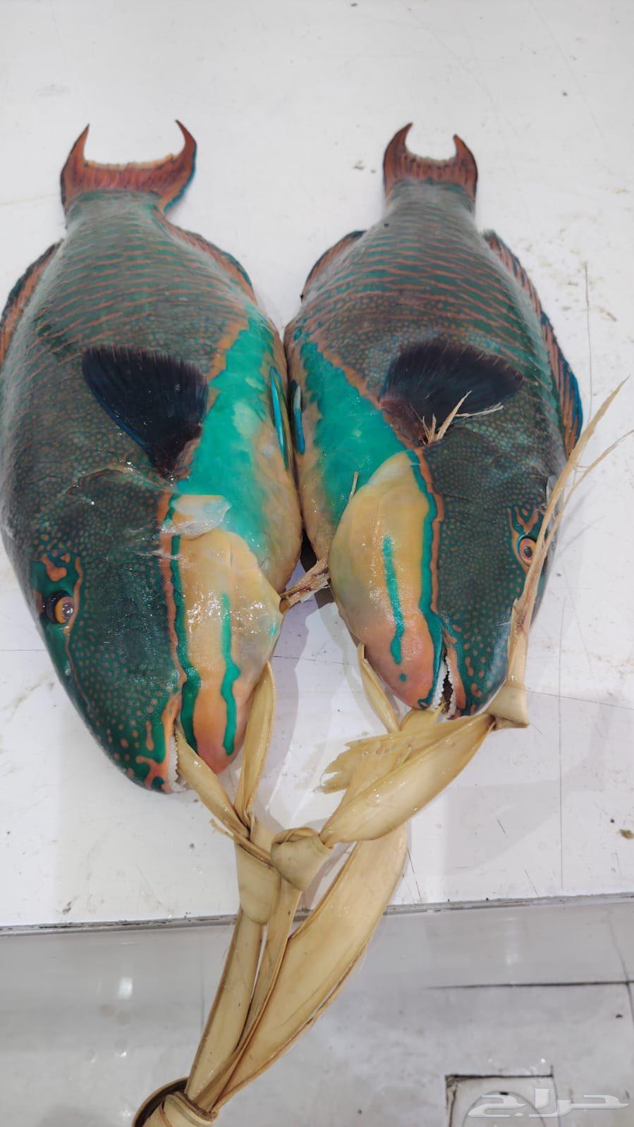 نوفر أسماك املج مع التوصيل لاهل جدة ومكة64552392062466110