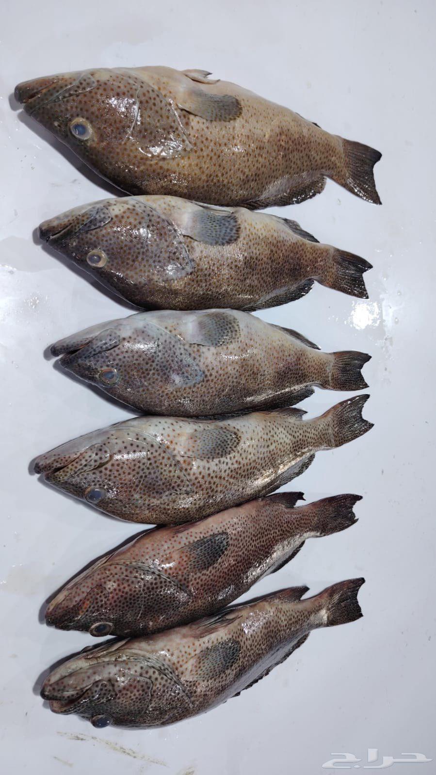 نوفر أسماك املج مع التوصيل لاهل جدة ومكة64552392062466111