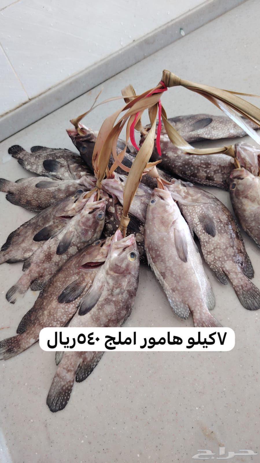 نوفر أسماك املج مع التوصيل لاهل جدة ومكة64552392062466114