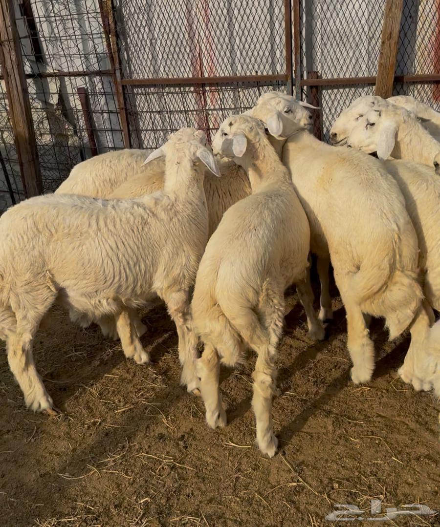 Italian lambs and sheep available, slaughtered and delivered64548280856705111
