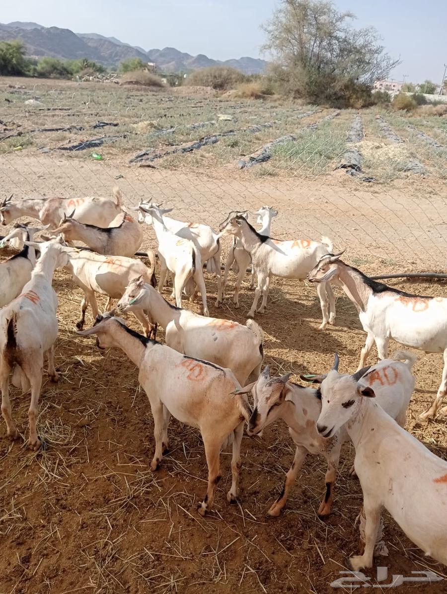 The opportunity is in front of you.. goats for sale, don't miss it64552449071234111
