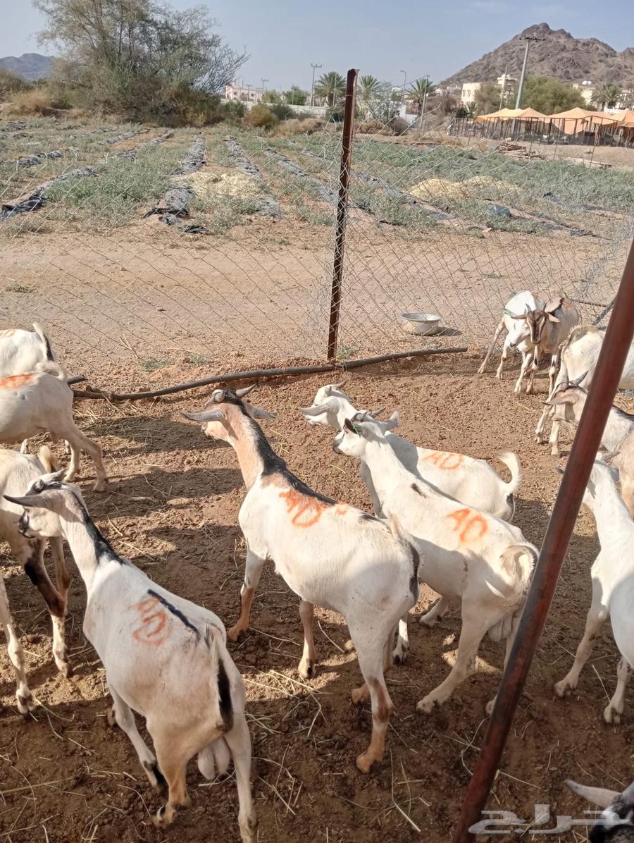 The opportunity is in front of you.. goats for sale, don't miss it64552449071234110