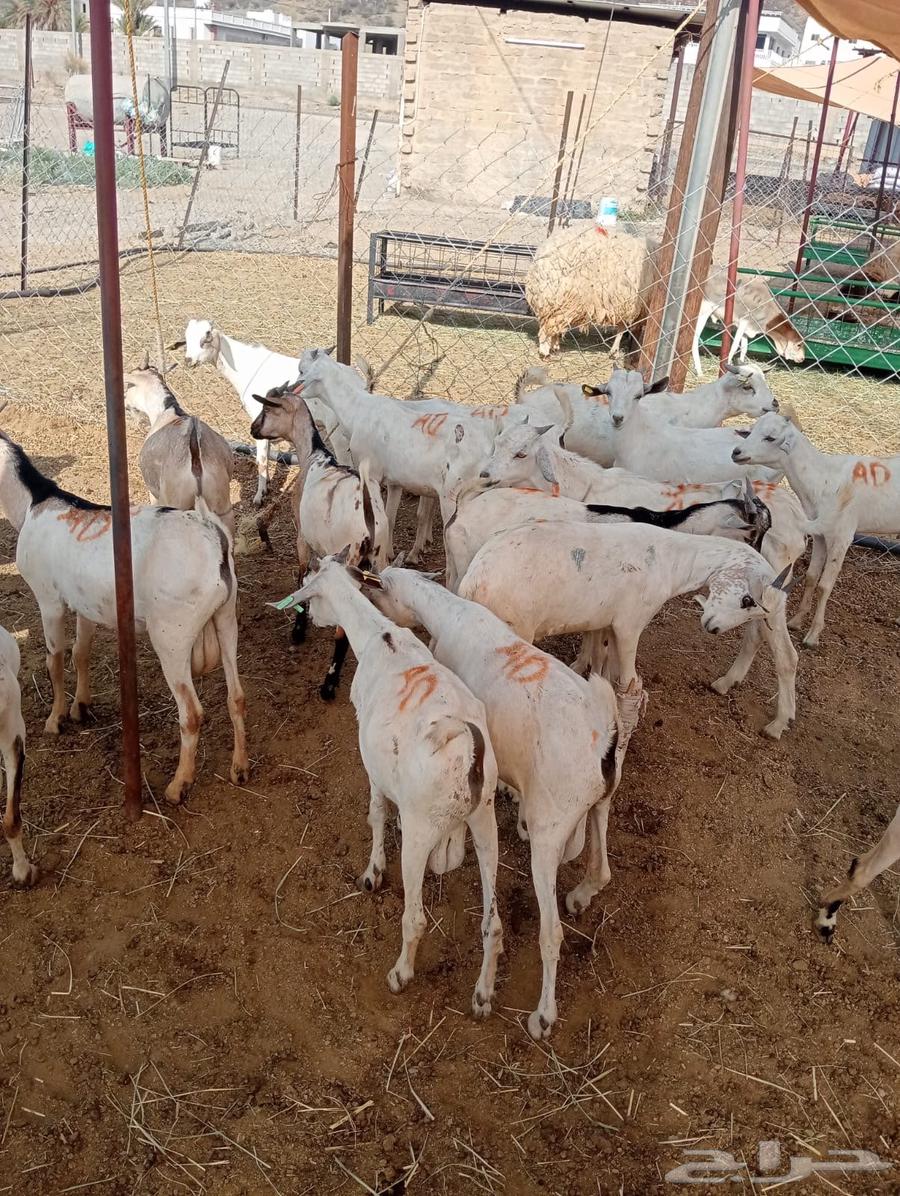 The opportunity is in front of you.. goats for sale, don't miss it64552449071234113