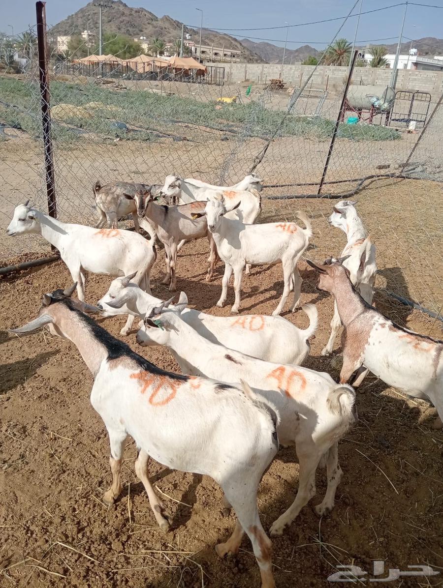 The opportunity is in front of you.. goats for sale, don't miss it64552449071234112