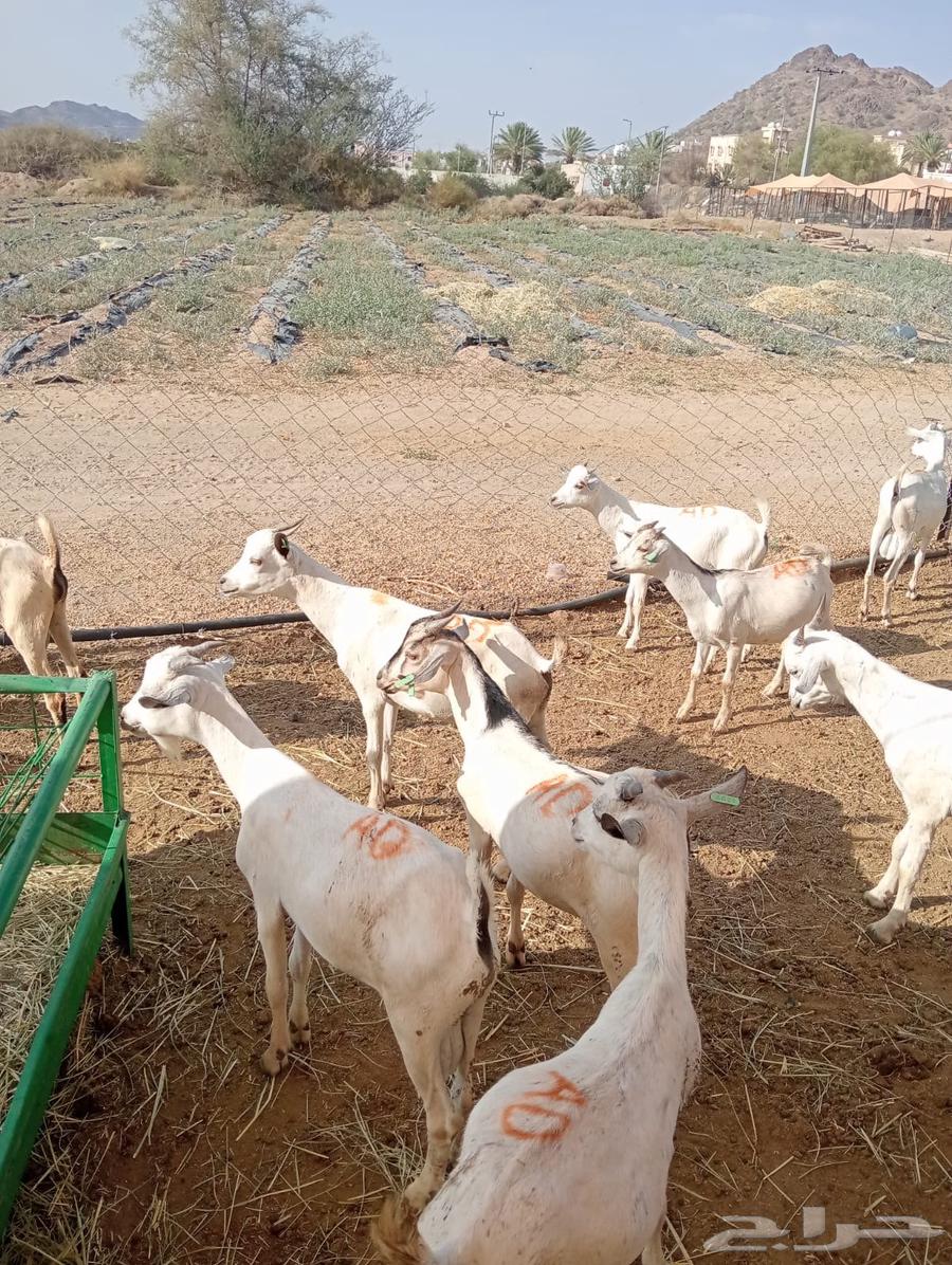 The opportunity is in front of you.. goats for sale, don't miss it64552449071234114