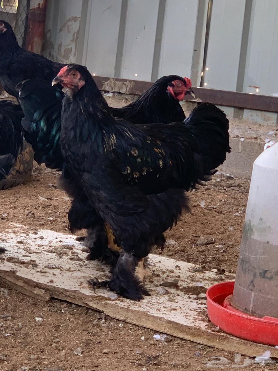 ديك براهما كلوبي اسود64545475487107110