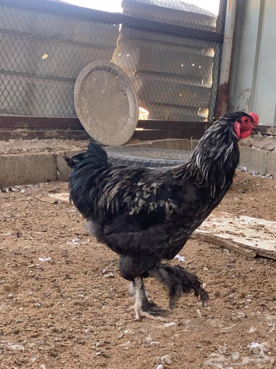 ديك براهما كلوبي اسود64545475487107112