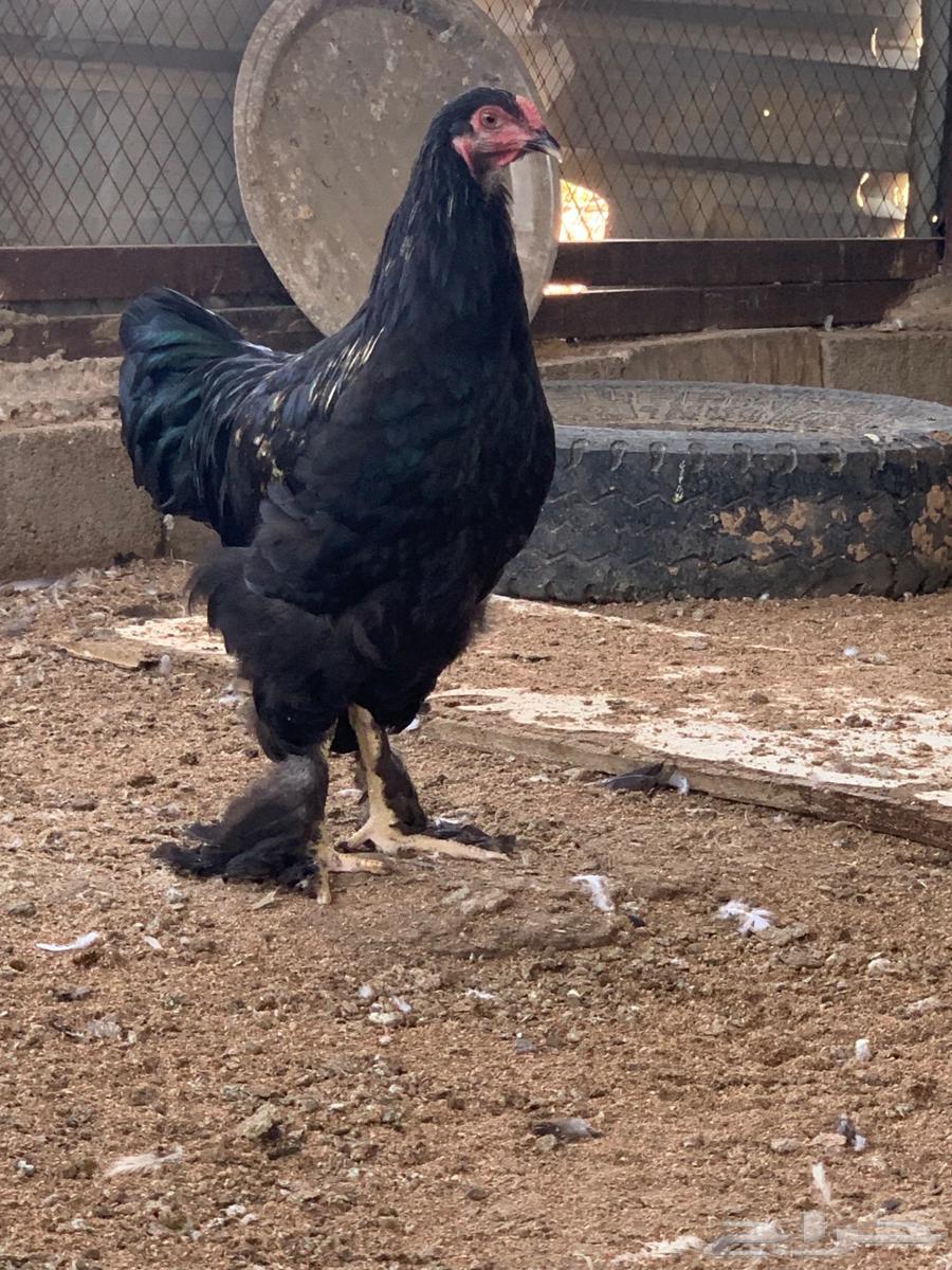 ديك براهما كلوبي اسود64545475487107111