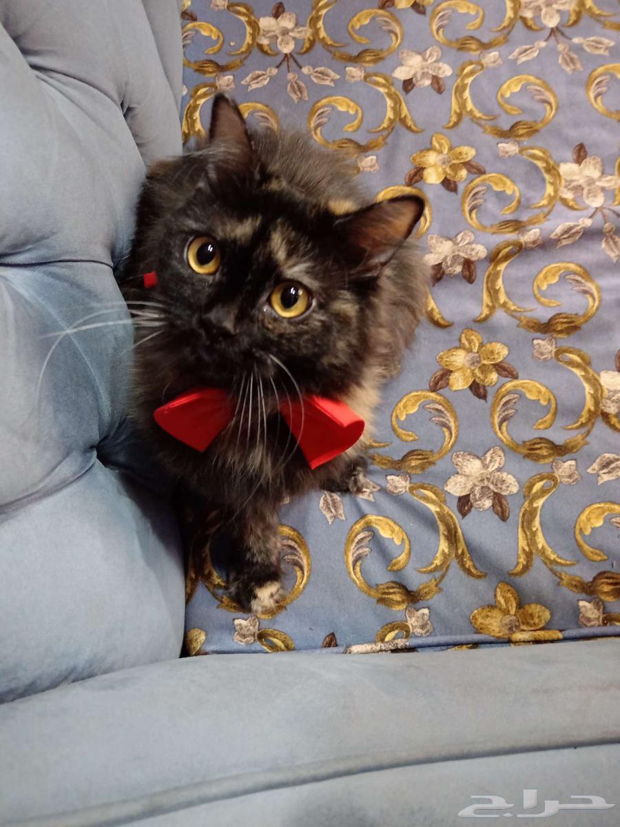 These cuties, God willing, a clean litter for sale at a symbolic price64545491951617110