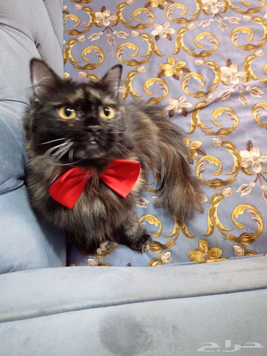 These cuties, God willing, a clean litter for sale at a symbolic price64545491951617111