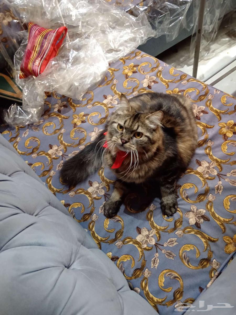 These cuties, God willing, a clean litter for sale at a symbolic price64545491951617113