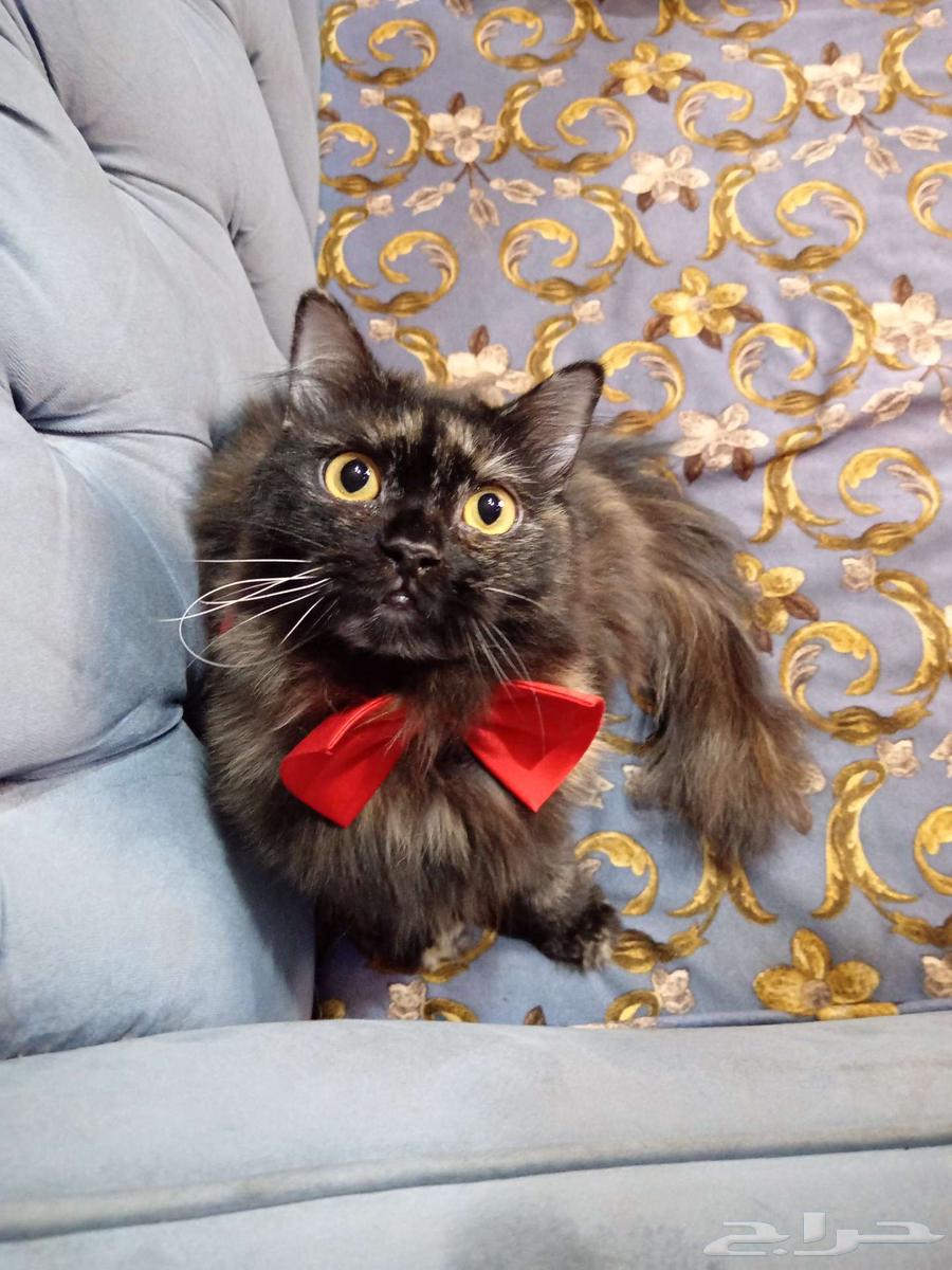 These cuties, God willing, a clean litter for sale at a symbolic price64545491951617114