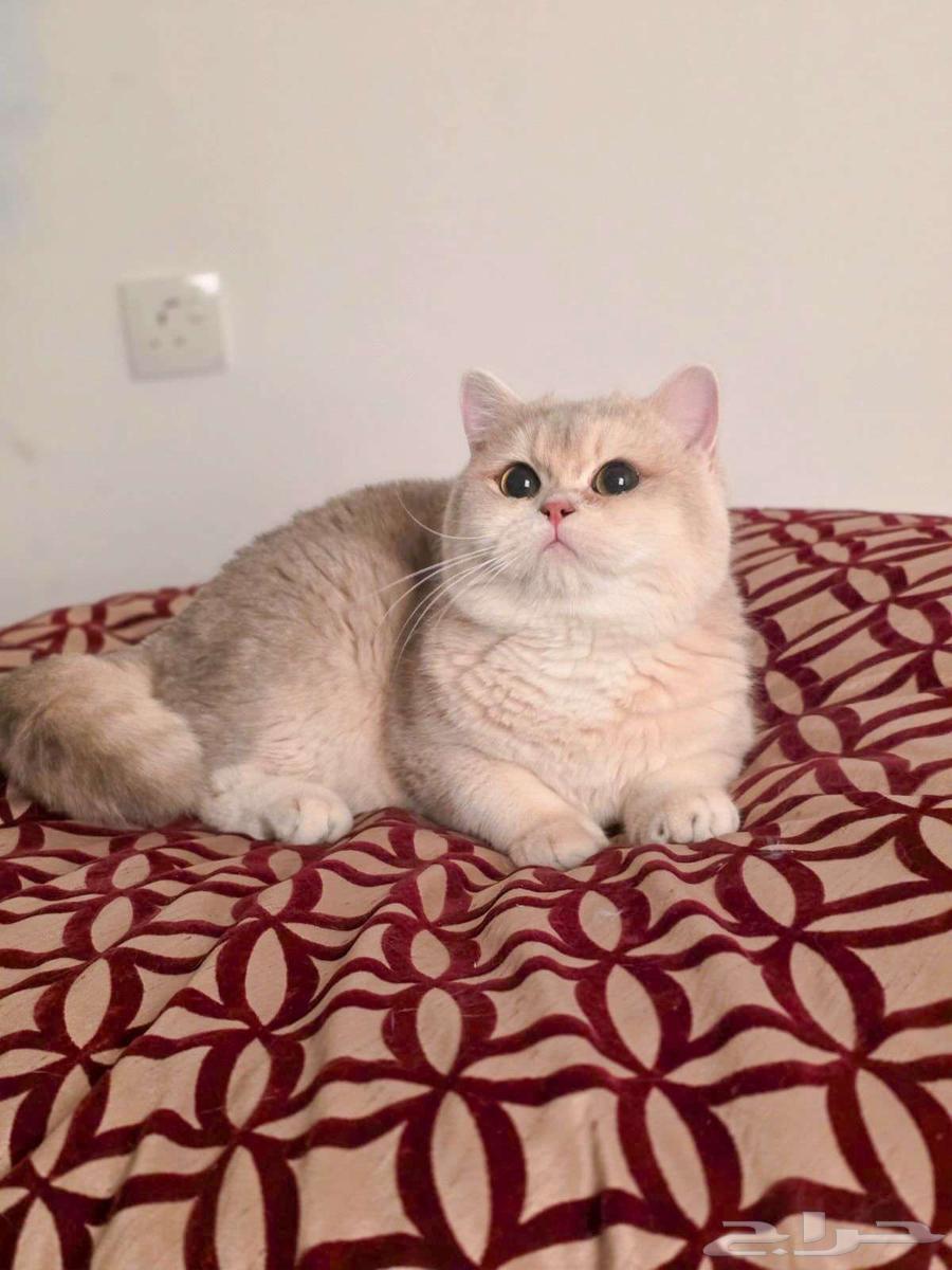 للبيع ذكر Ay12 منتج64545556772226110