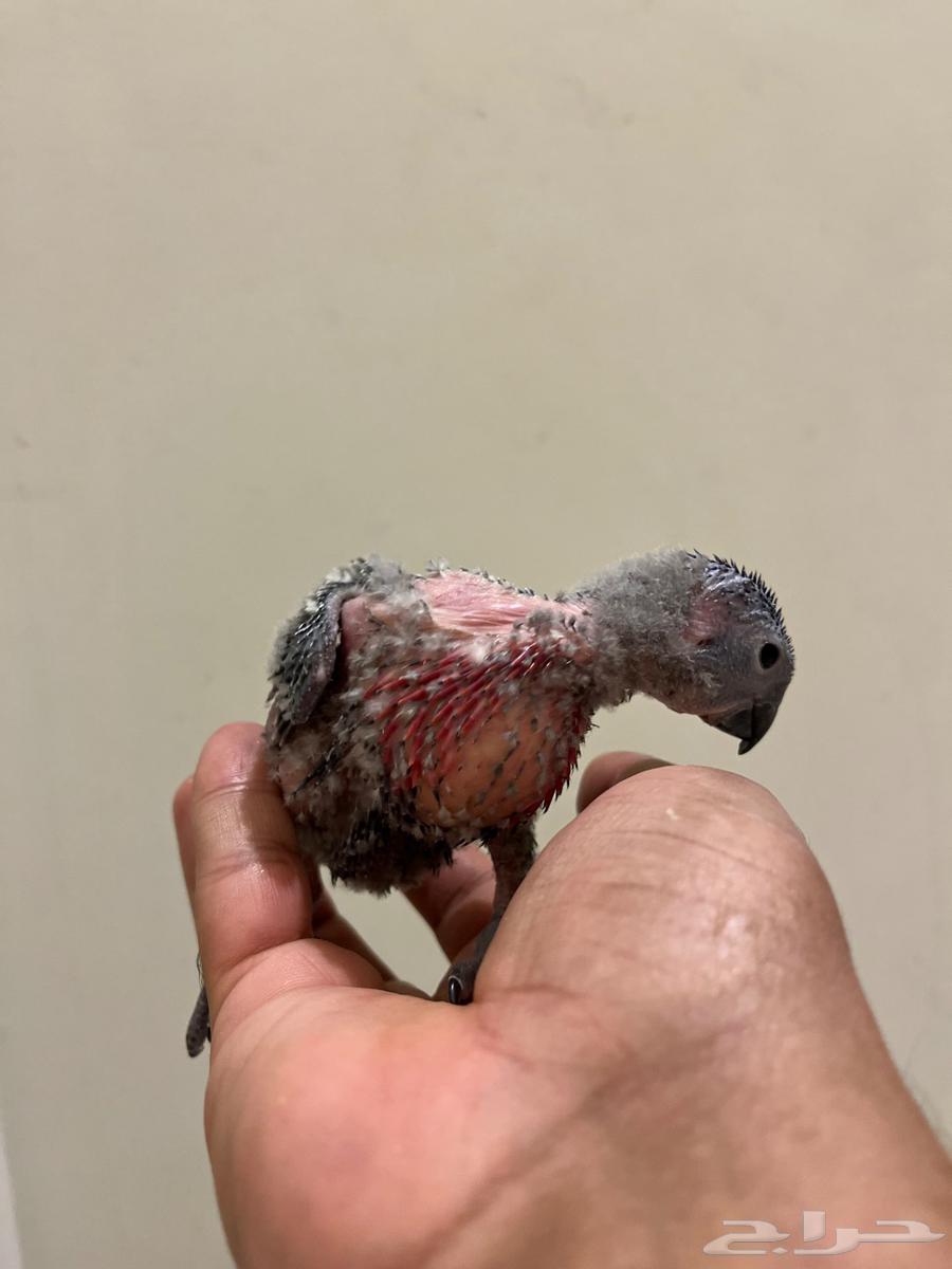 Local production lorikeet chicks, sold individually and in bulk64545687411331114