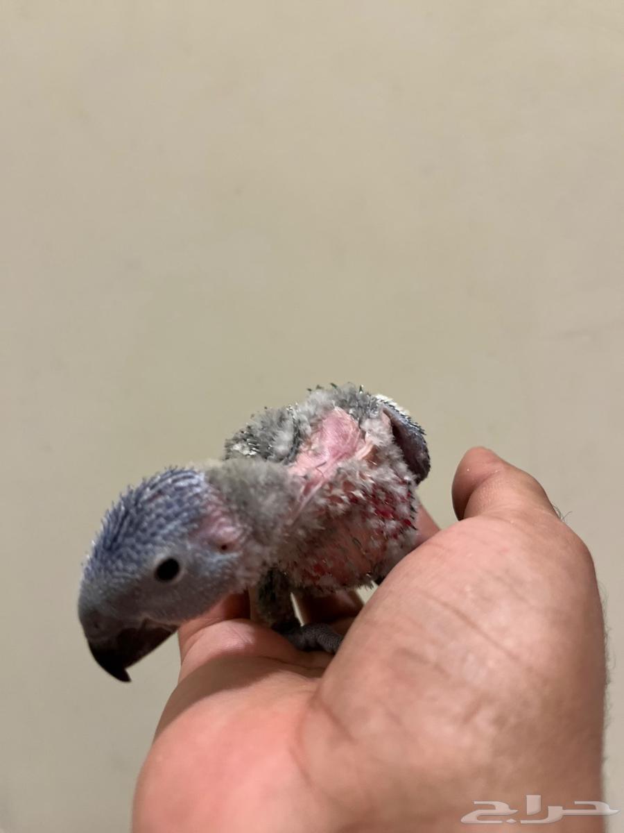 Local production lorikeet chicks, sold individually and in bulk64545687411331112
