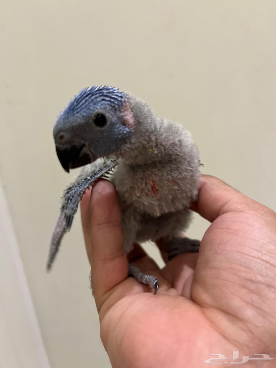 Local production lorikeet chicks, sold individually and in bulk64545687411331110