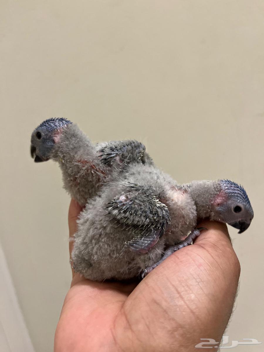 Local production lorikeet chicks, sold individually and in bulk64545687411331113